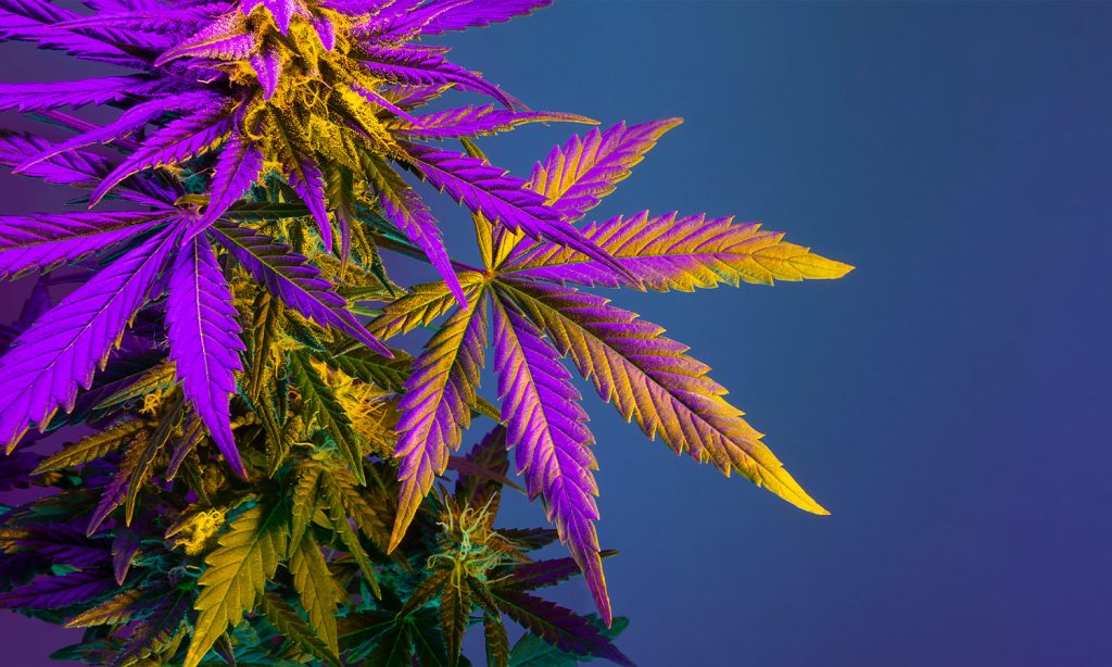 how-to-buy-medicinal-cannabis-australia